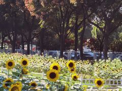 -玄武湖景区-情侣园游乐场