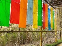 -天适樱花悠乐园