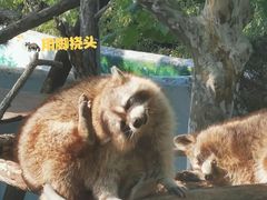 -西霞口神雕山野生动物世界