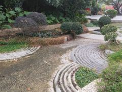 -金花茶公园