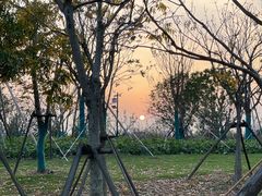 -上海滨江森林公园