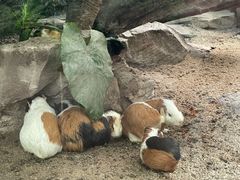 -广州长隆飞鸟乐园