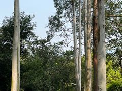 -火炉山森林公园