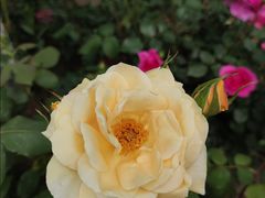 -扬州芍药园(仪征市)
