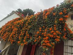 -长洲岛