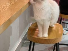 -Heymao猫咖.咖啡厅(东门店)