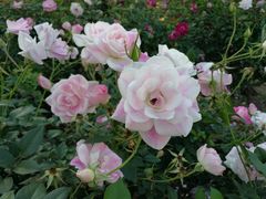 -人民公园(罗湖区)