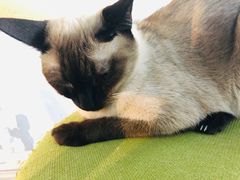 -猫咪咖啡·猫咖(万达广场店)