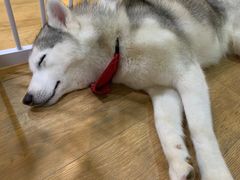 -Husky Go! 哈士奇体验馆·宠物咖啡厅狗咖