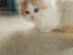 -糯米喵星人总部直营旗舰店·猫舍·幼猫出售