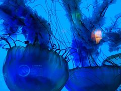 -太平洋海底世界