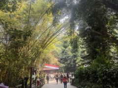 -野象谷景区