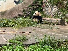 -中国大熊猫保护研究中心雅安碧峰峡基地