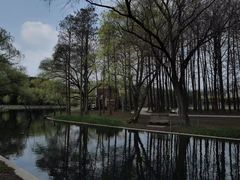 -上海共青森林公园