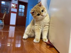 -东方名猫馆·英短金渐层布偶猫舍(环线广场1号楼店)