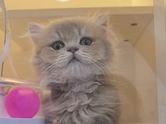 -小猫来了·猫咪专售(红山六九七九店)