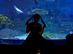 -烟台海昌鲸鲨海洋公园