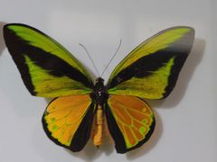 -上海昆虫博物馆