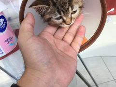 -创凡宠物医院·骨专科  猫科中心(西乡分院)