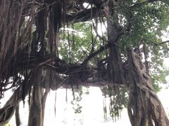 -小洲村
