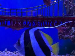 -太平洋海底世界