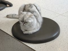 -飞行喵MR PILOT|猫舍·猫咖(静安大融城店)