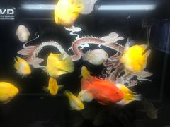-武汉花鸟市场