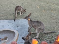-上海野生动物园
