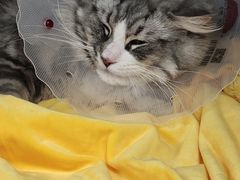 -瑞派·关忠动物医院·猫专科·犬专科(三环新城店)