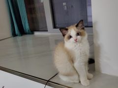 -猫十亿·布偶金渐层·曼基康矮脚猫舍(青年路店)