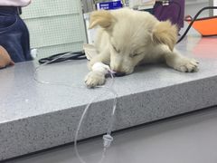 -达爱动物医院·犬猫分区·CT·复杂眼科(远洋山水分院)