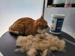 -四月宠物医院·猫专科·心脏专科·内科(转塘店)