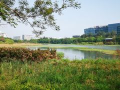 -华侨城湿地公园