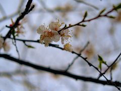 -秦岭终南山世界地质公园翠华山景区