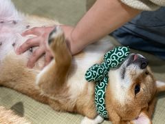 -逗柴咖啡屋·狗咖猫咖宠物桌游