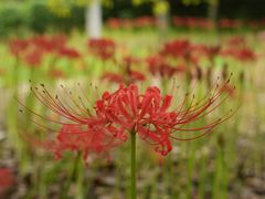 -白塘生态植物园