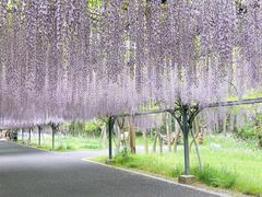 -东平国家森林公园