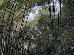 -西湖风景区十里琅珰-五云山