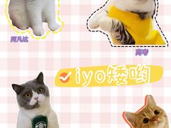 -IYO矮哟猫主题休闲馆·猫咖(南山店)