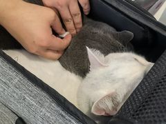 -艾吉宠物医院·疑难杂症转诊中心·猫友好(碧江路院)
