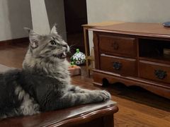 -十年猫舍·猫咪专门店(普陀店)