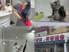-青奢宠物·青奢猫舍