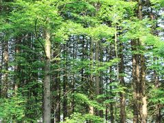 -桤木河湿地公园