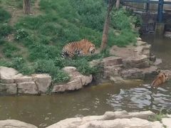 -大连森林动物园