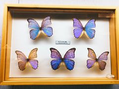 -青藏高原自然博物馆