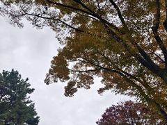 -名古屋城