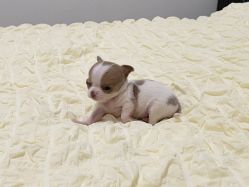 -Oasis Beauty水磨坊科技美肤中心