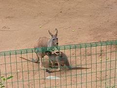 -石家庄市动物园