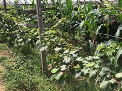 -马陆小张葡萄园农家乐