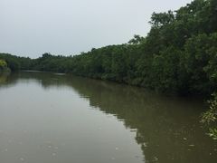 -大湾区中央湿地公园